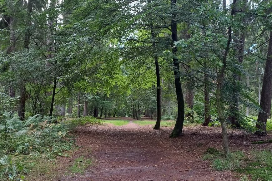 Impressionen vom Wald in Aumühle - Copyright: Christoffer Sach