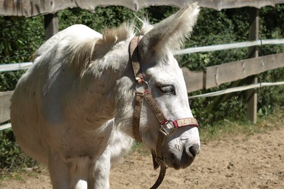 Esel Herbie - Copyright: Lerntiere Tierisch Menschlich e.V.