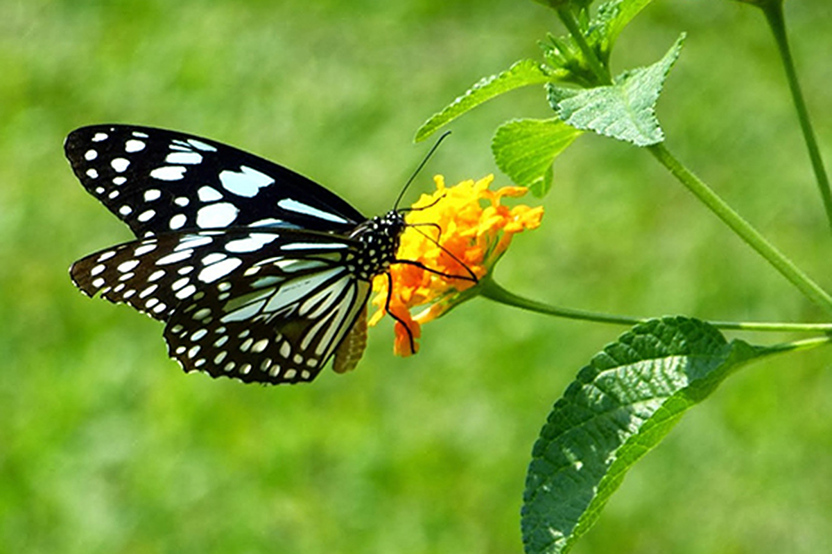 Ein Schmetterling erinnert uns an die himmlische Dimension.
